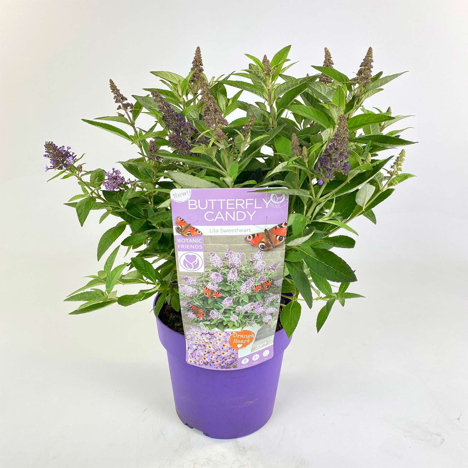 Zwerg-Schmetterlingsflieder 'Butterfly Candy® Lila Sweetheart'