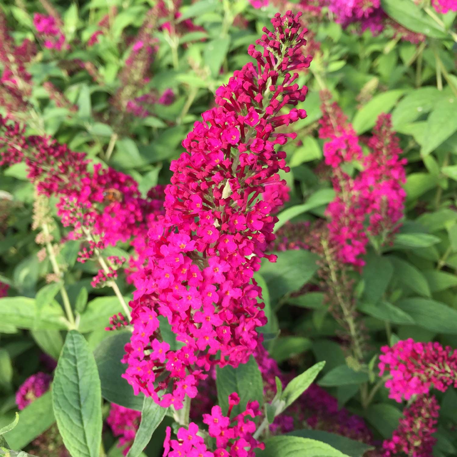 Zwerg-Sommerflieder 'Red Chip®'