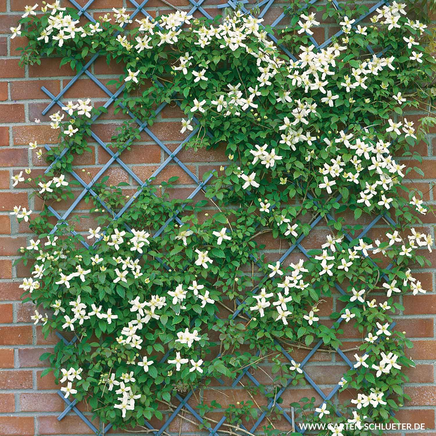 Clematis 'Wilsonii'