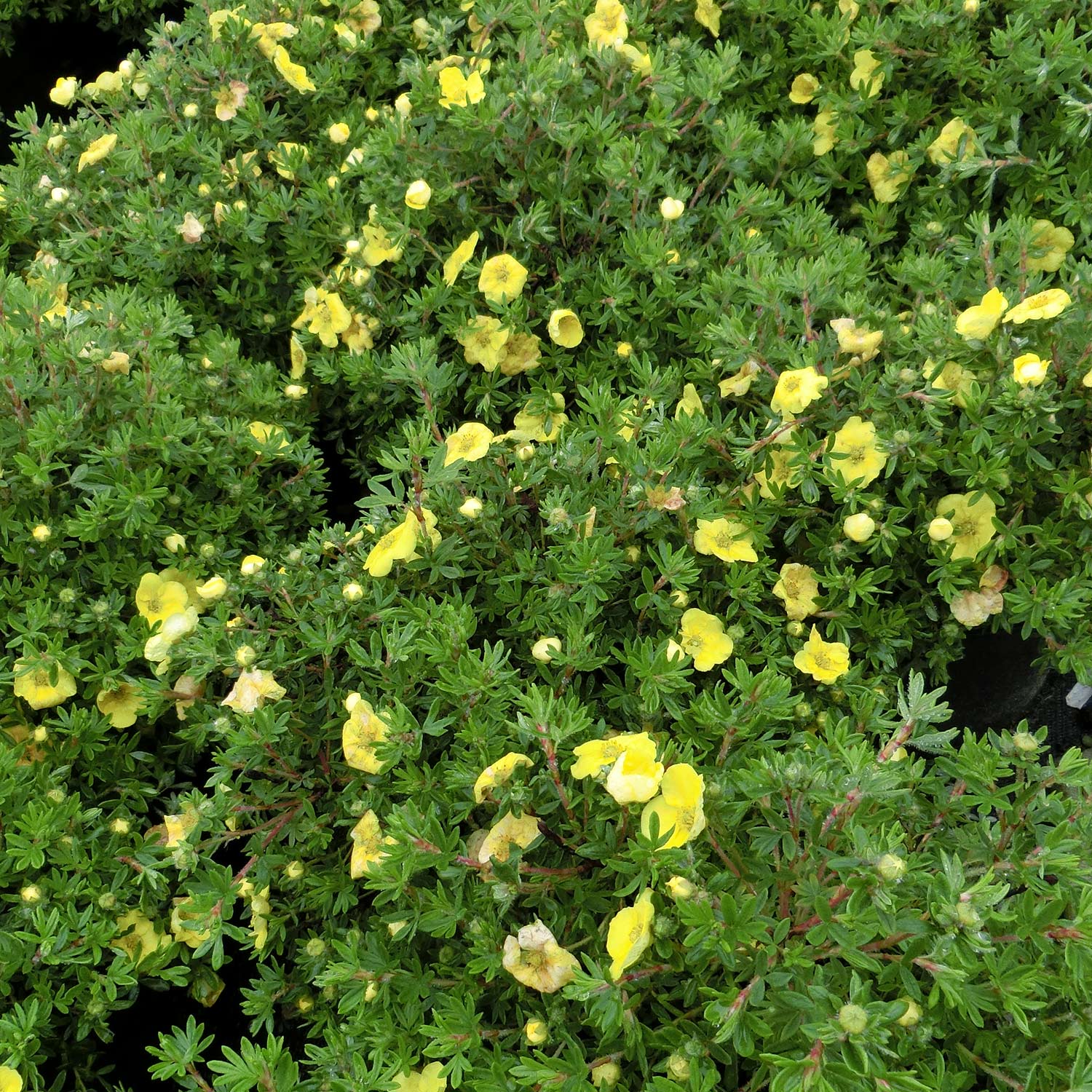 Kategorie <b>Produkt ohne Kategoriezuordnung </b> - Fingerstrauch &#039;Kobold&#039;, 0,5 Liter, 15 - 20 cm Liefergröße: 15 - 20 cm - Potentilla &#039;Kobold&#039;