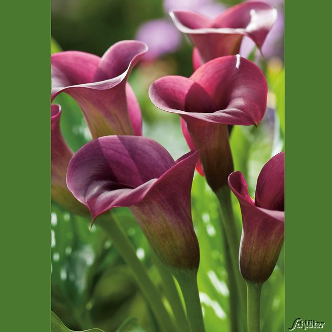 Calla 'Saigon'