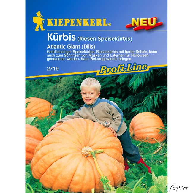 Riesen-Kürbis 'Atlantic Giant (Dills)'