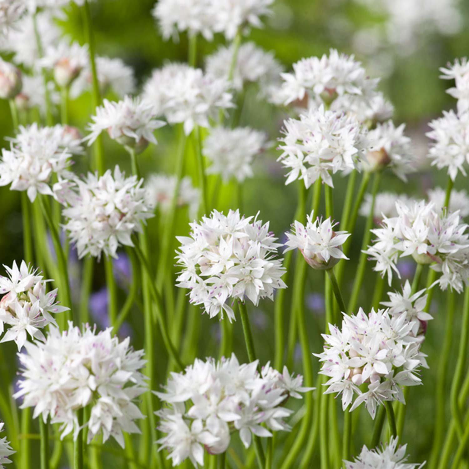 Allium 'Graceful Beauty' - 5 Stück