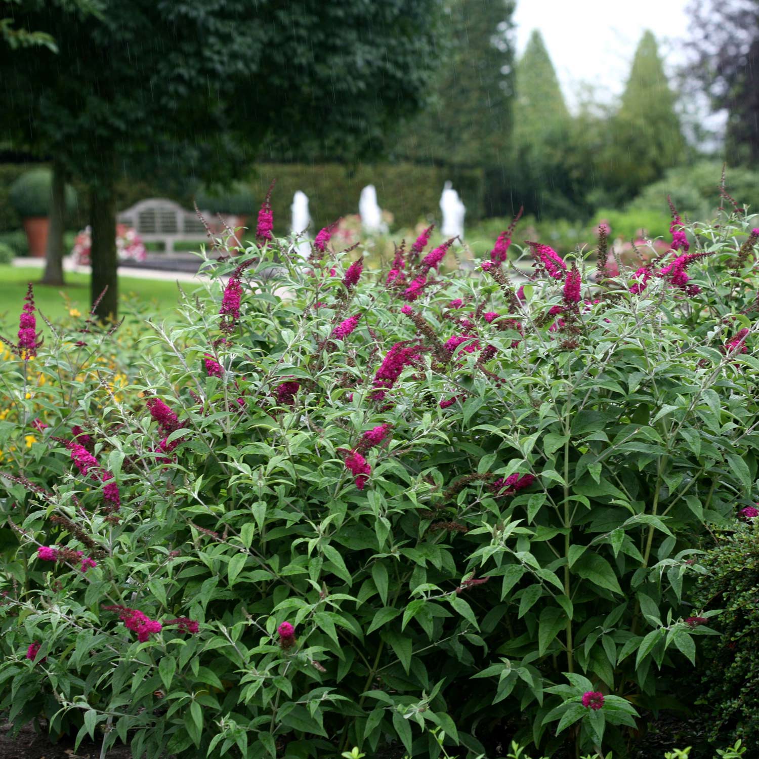 Schmetterlingsflieder 'Miss Ruby' - Proven Winner