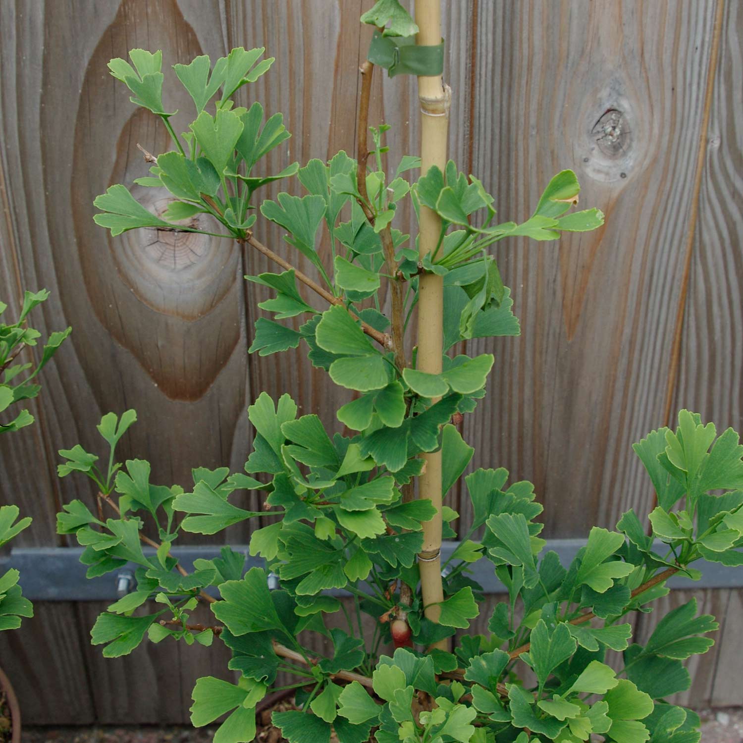 Kategorie <b>Produkt ohne Kategoriezuordnung </b> - Zwerg-Fächerblattbaum &#039;Little Emperor&#039; 5 Liter, 80 - 100 cm Liefergröße: 80 - 100 cm - Gingko biloba &#039;Little Emperor&#039;