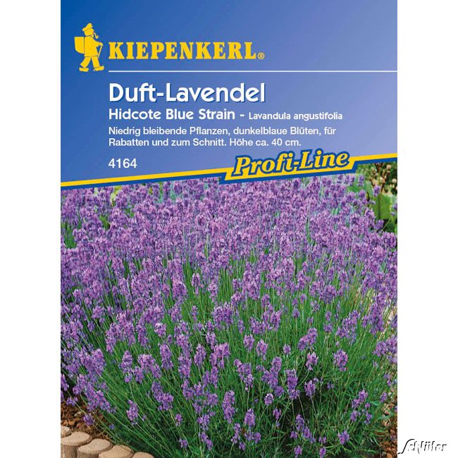 Duft-Lavendel 'Hidcote Blue Strain'