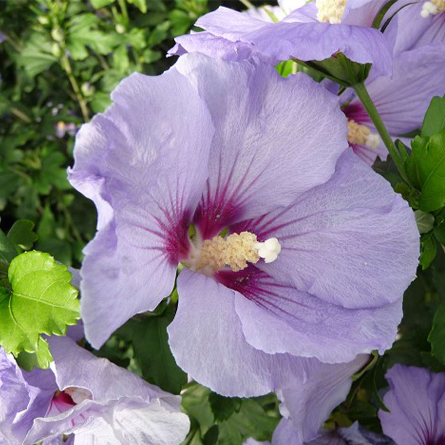 Garteneibisch / Hibiskus 'Marina'