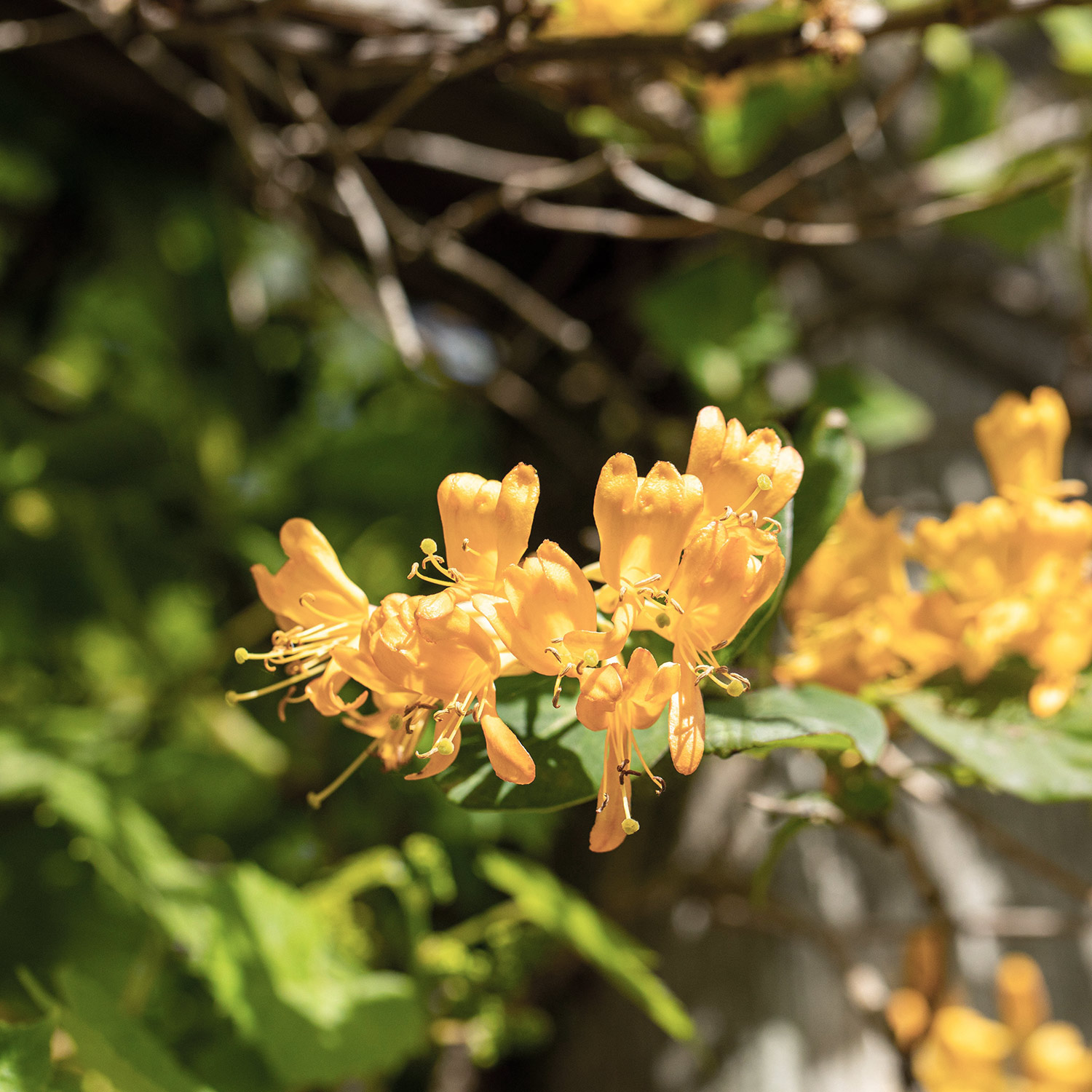 Goldgeißblatt / Jelängerjelieber