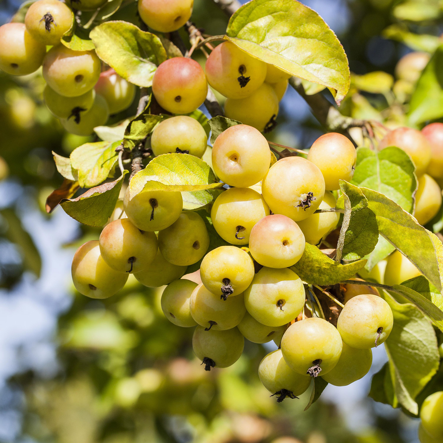 Zierapfel 'Butterball'