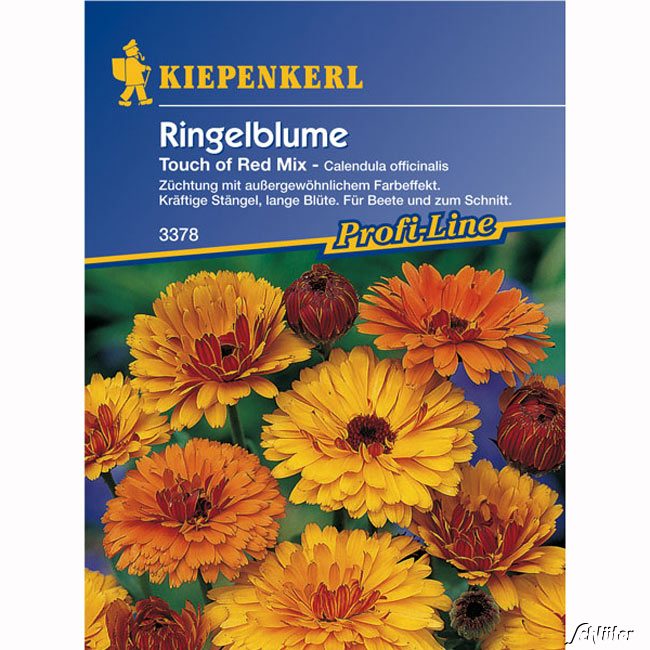 Ringelblumen 'Touch of Red Mix'