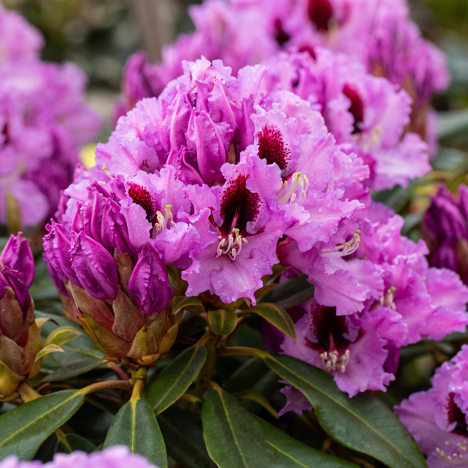 Rhododendron 'Kabarett®'