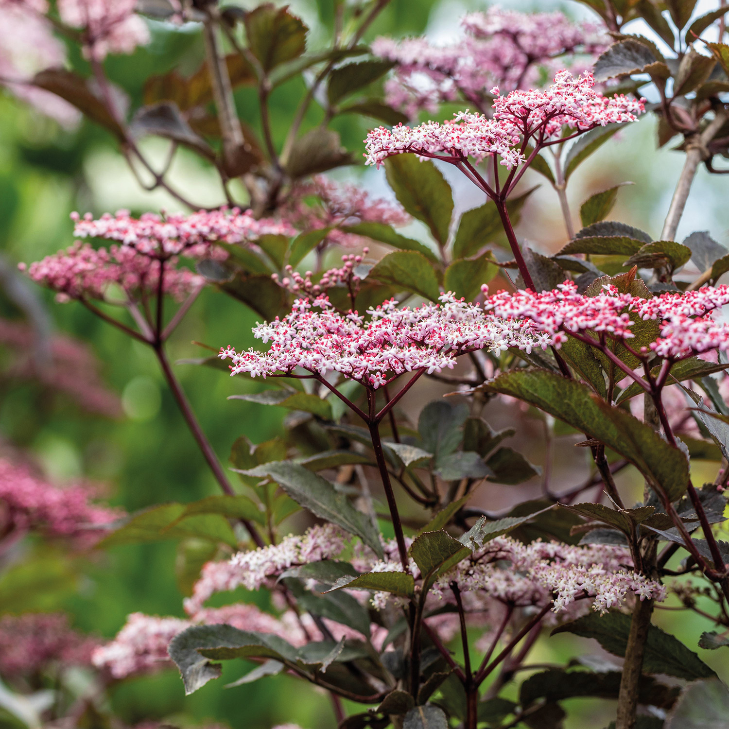 Dunkellaubiger Schwarzer Holunder  'Black Beauty'