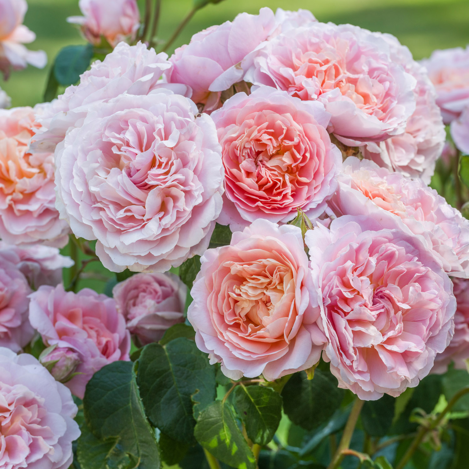 David Austin-Rose 'Eustacia Vye®'