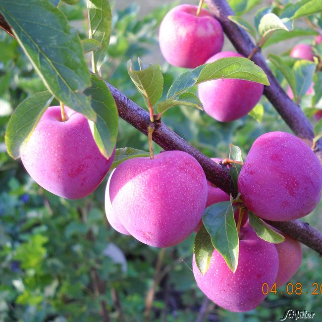 Japan-Pflaume 'Santa Rosa'