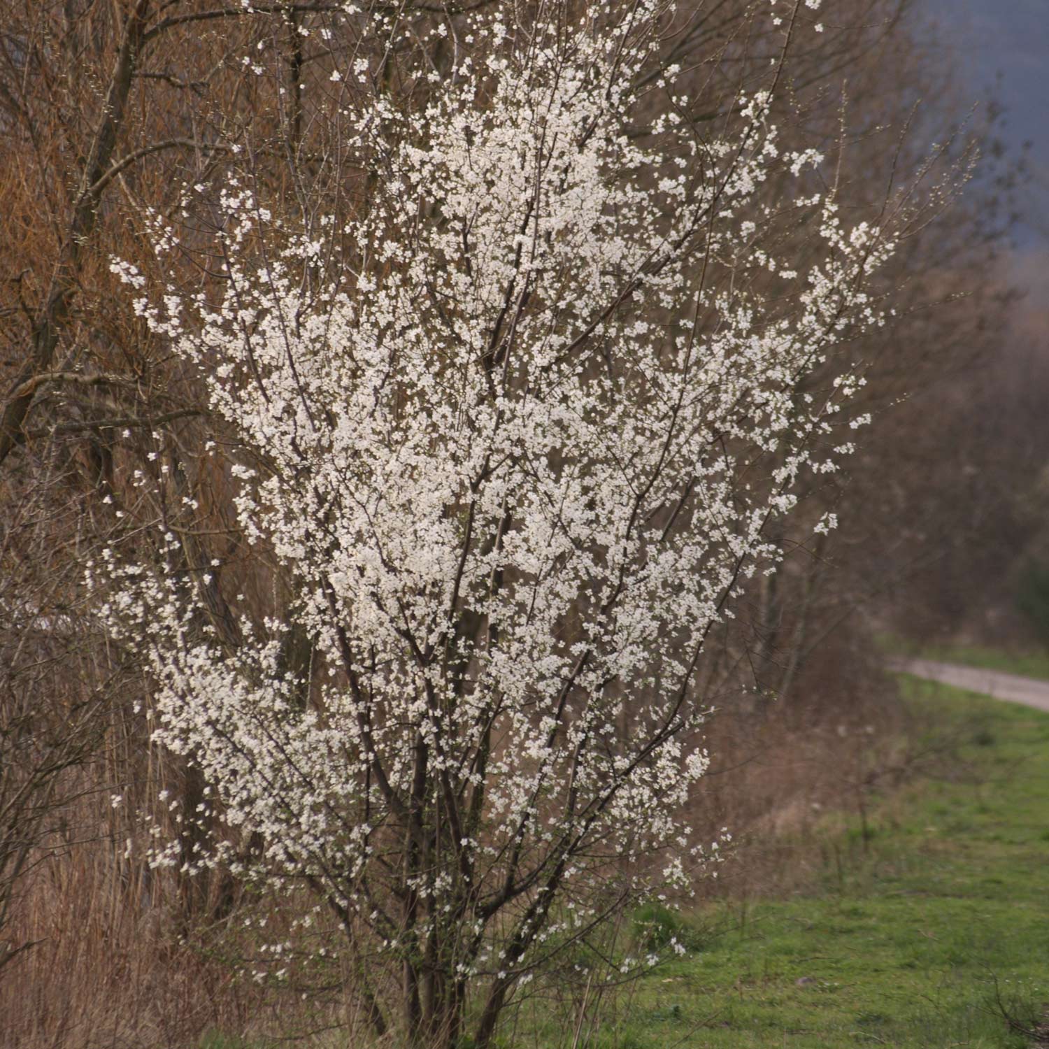 Schlehe / Schwarzdorn