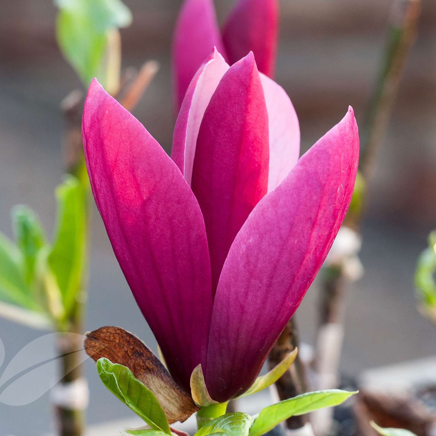 Magnolie 'Oriental Night'