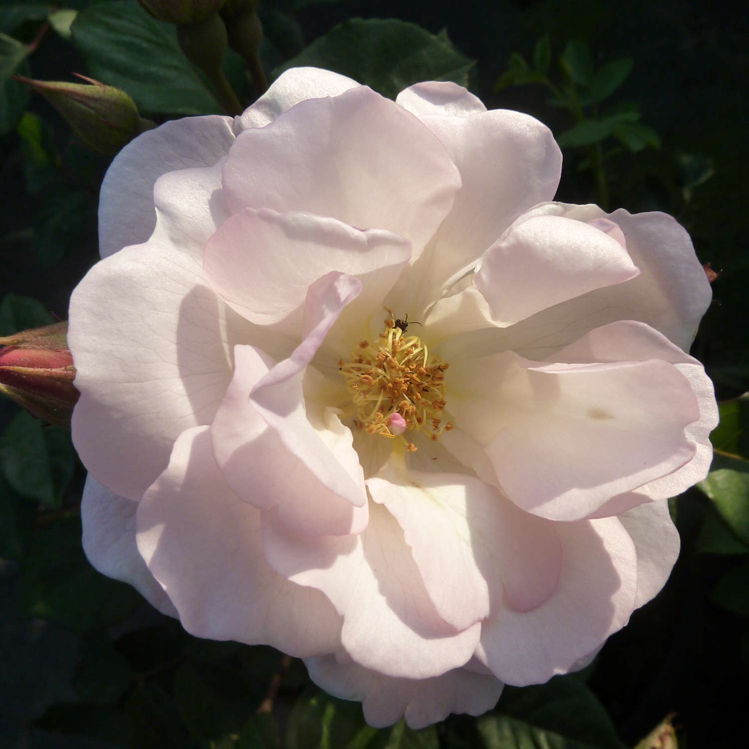 Moderne Strauchrose 'Penelope'