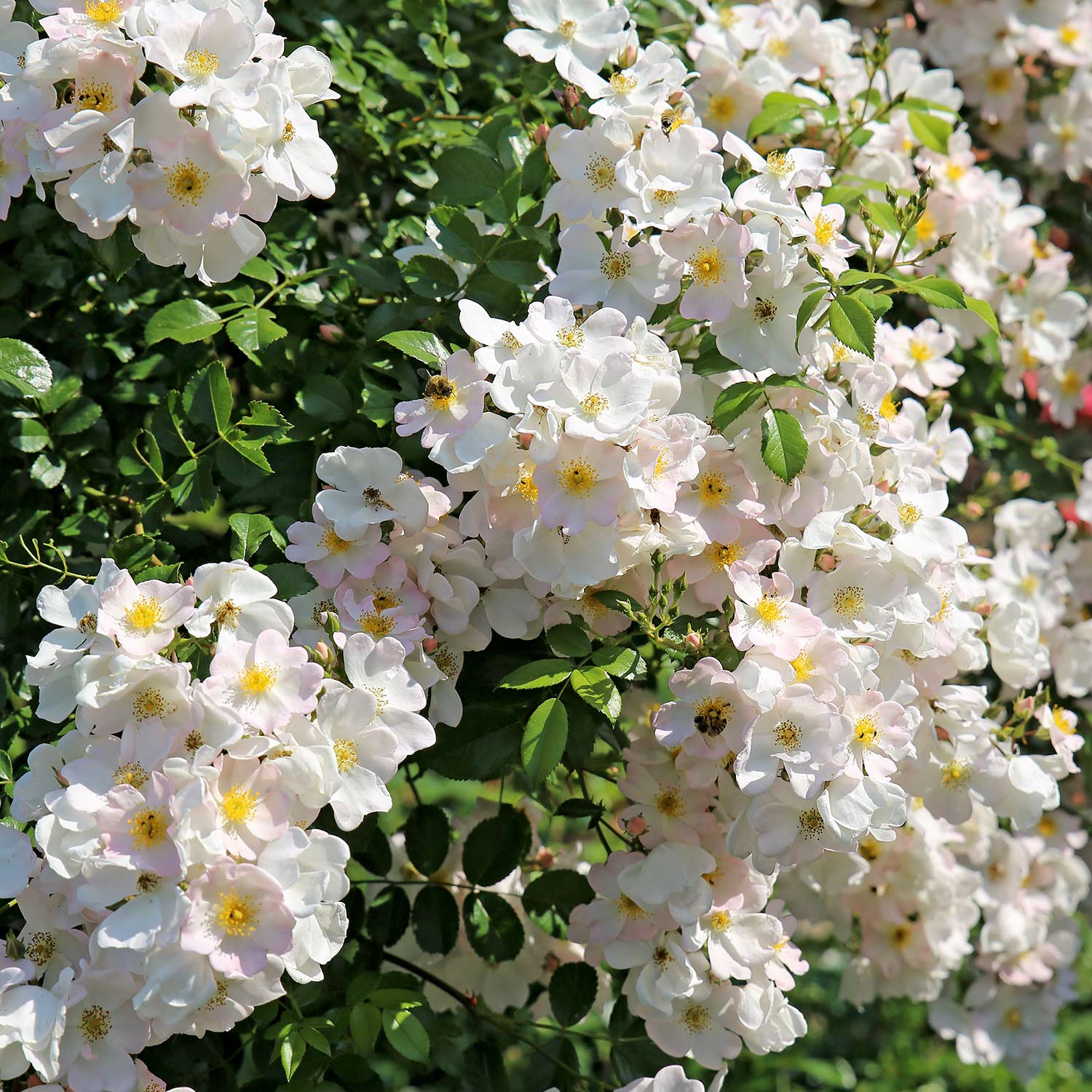 Strauchrose 'Apfelblüte®'