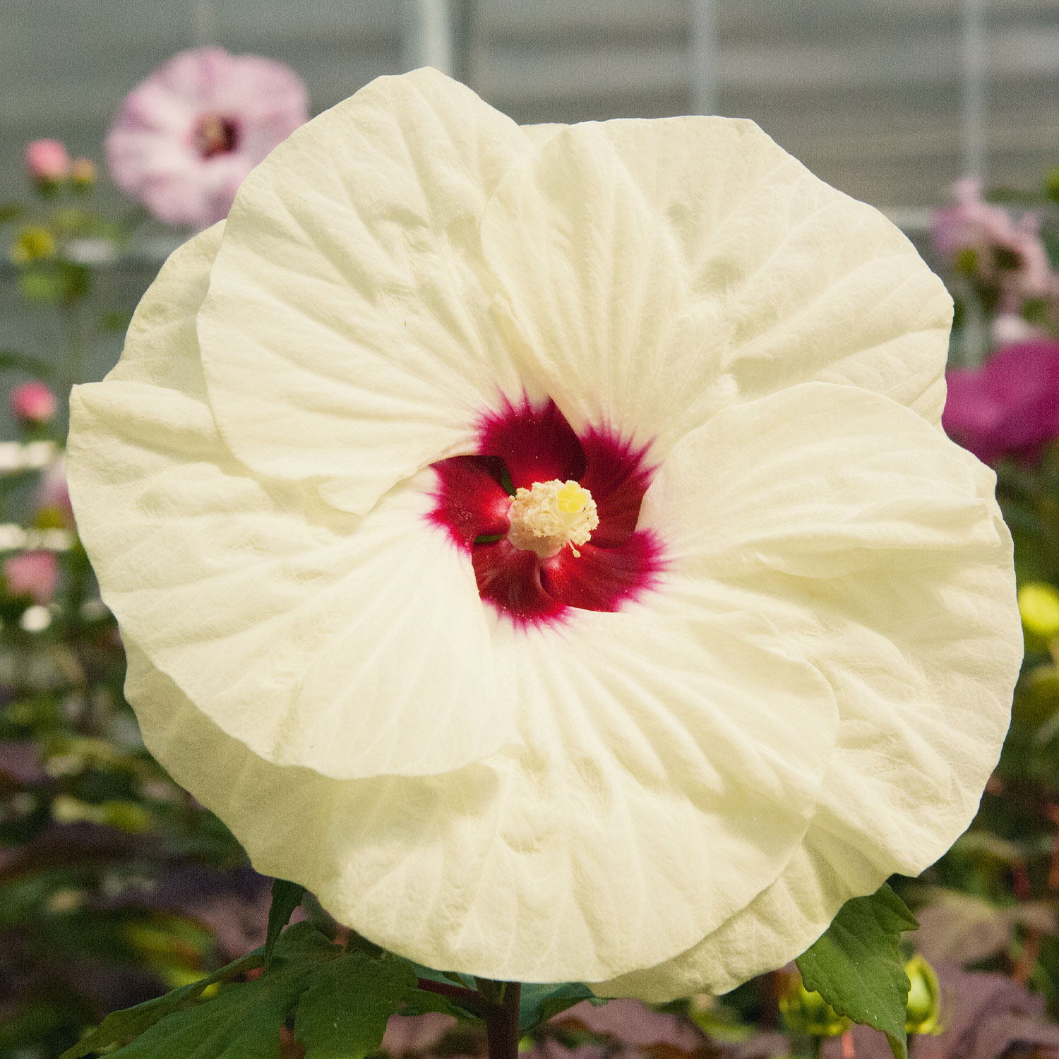 Garteneibisch /Riesenblütiger Hibiskus 'Summerific® French Vanilla'