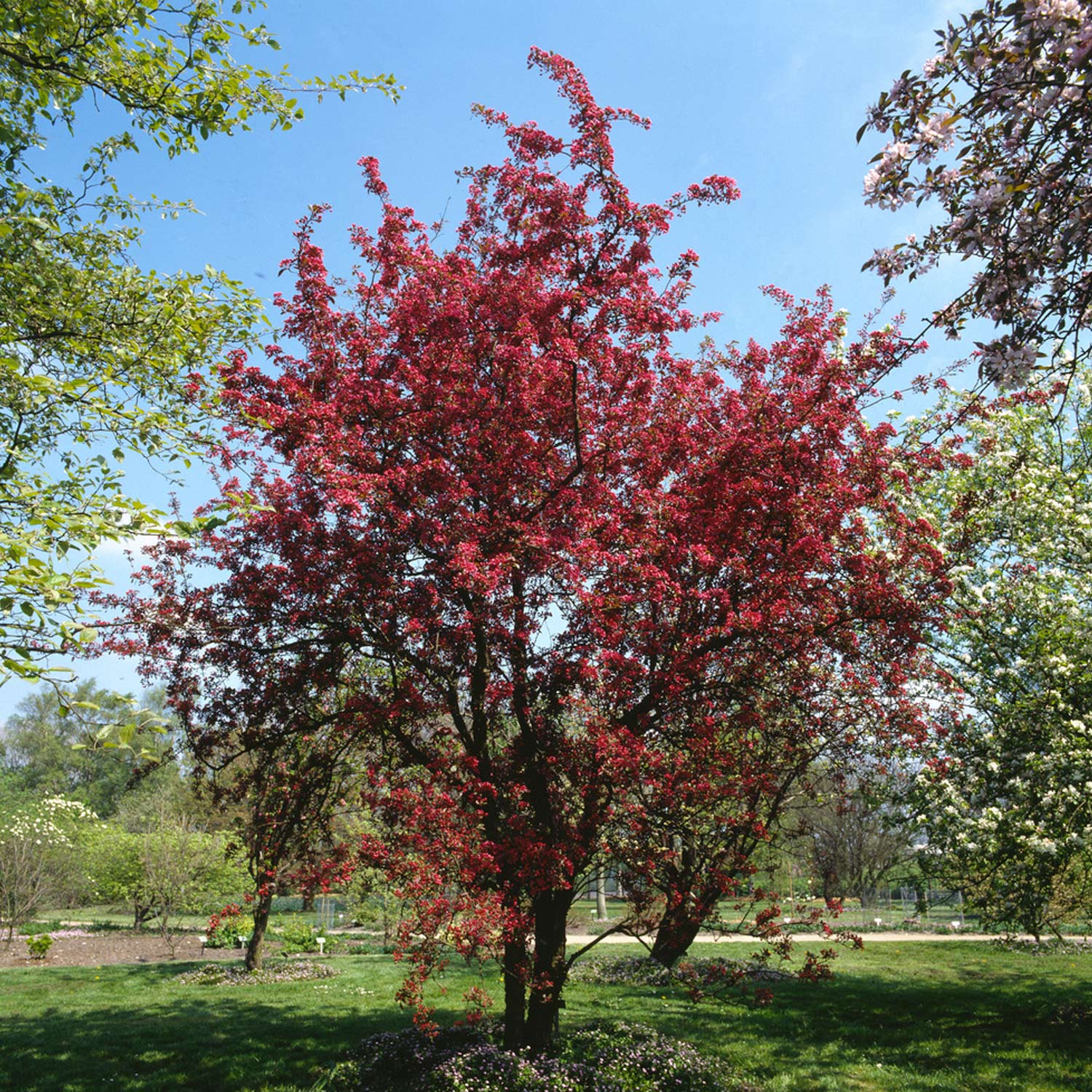 Zierapfel 'Nicoline®'