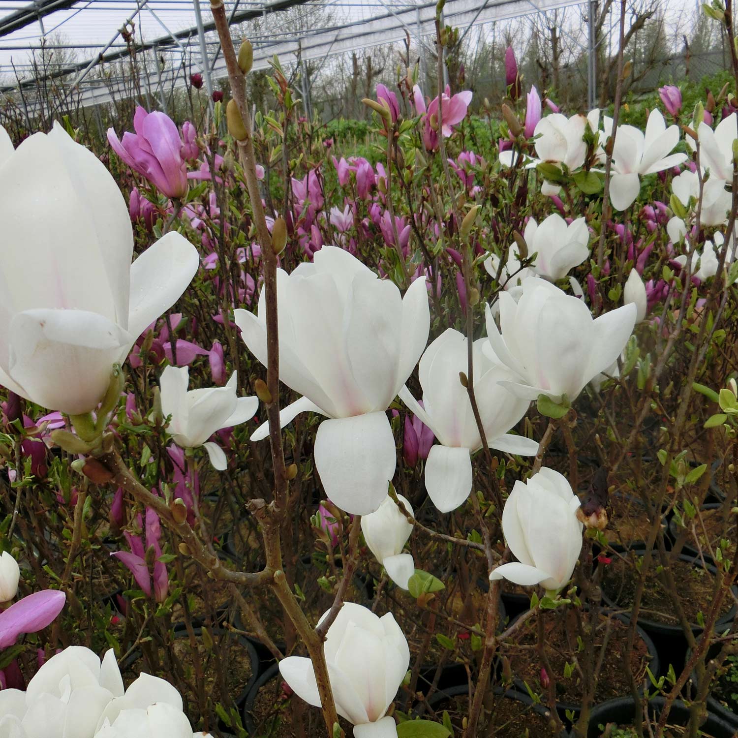 Tulpen-Magnolie 'Alba Superba'