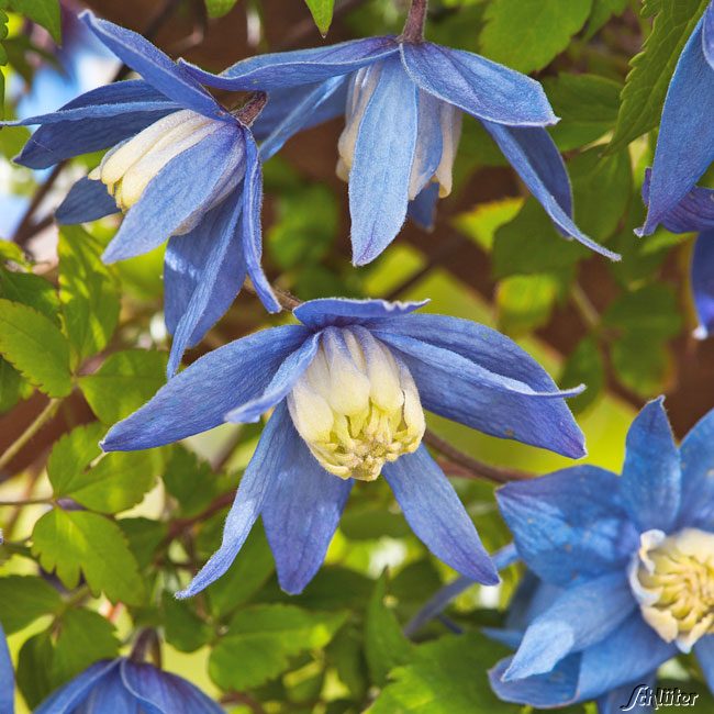 Clematis 'Frances Rivis'