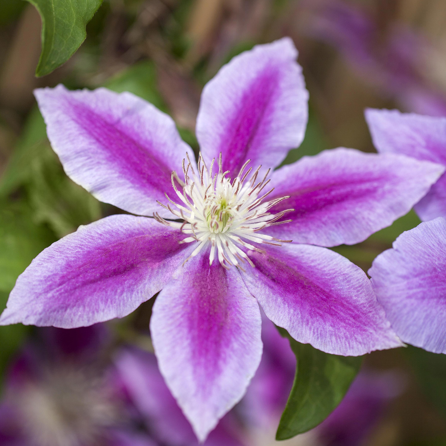 Clematis 'Dr. Ruppel'