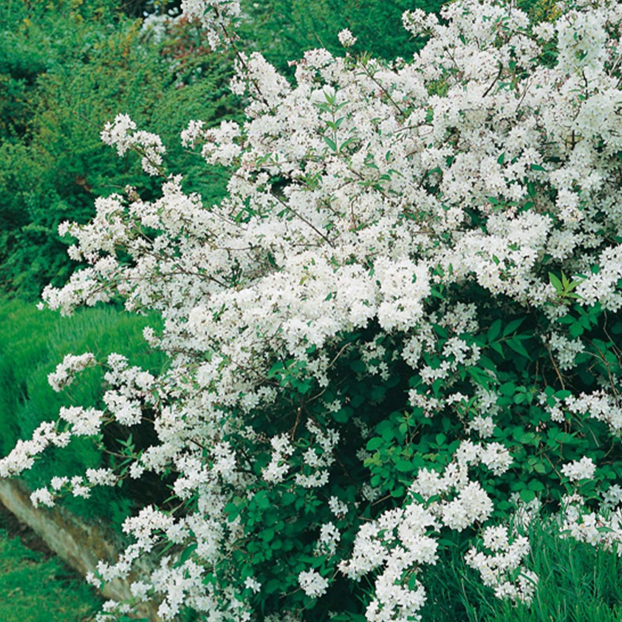 Kategorie <b>Laubbäume </b> - Maiblumenstrauch - Deutzie - Deutzia gracilis