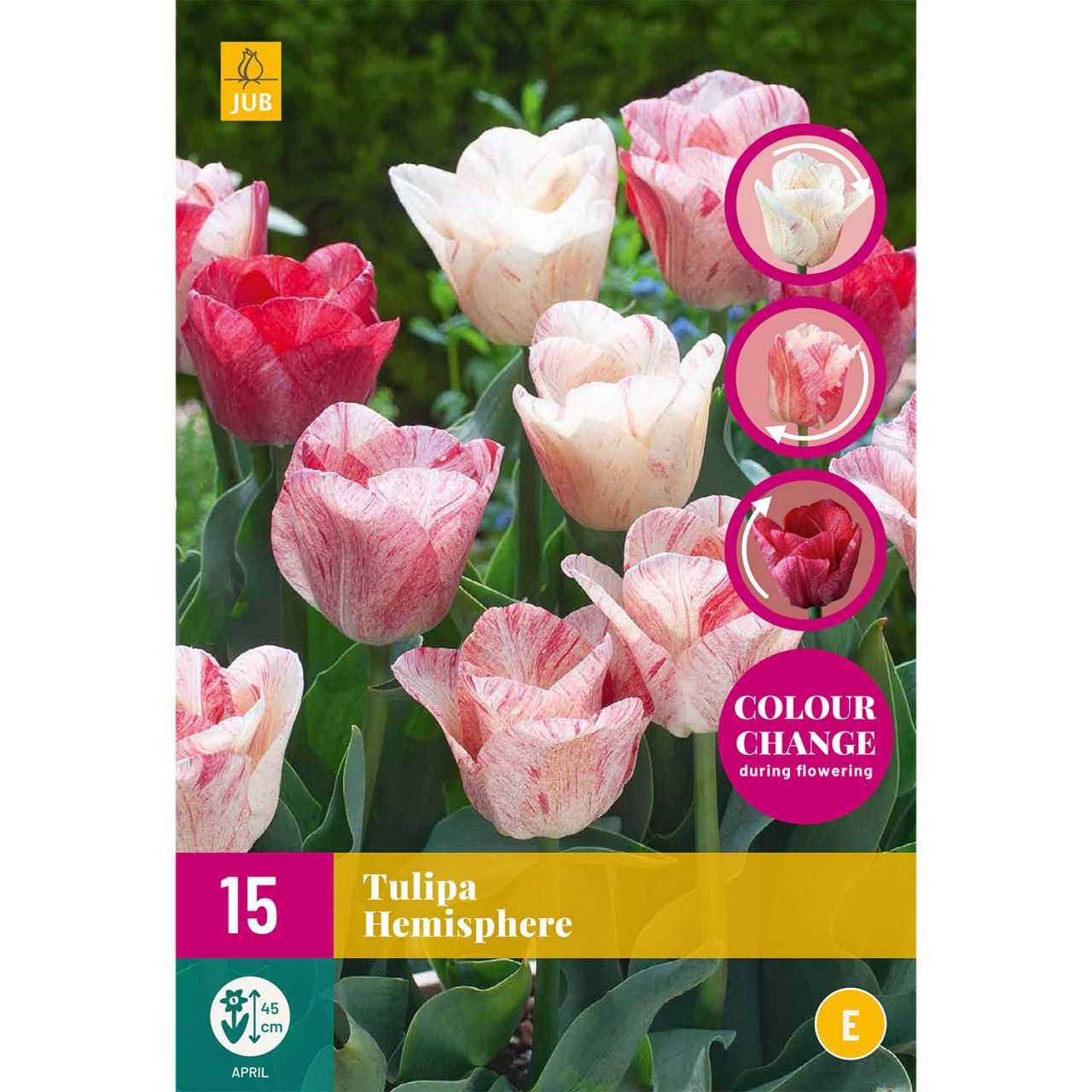 Kategorie <b>Herbst-Blumenzwiebeln </b> - Triumph-Tulpe 'Hemisphere®' - 15 Stück - Tulipa 'Hemisphere®'