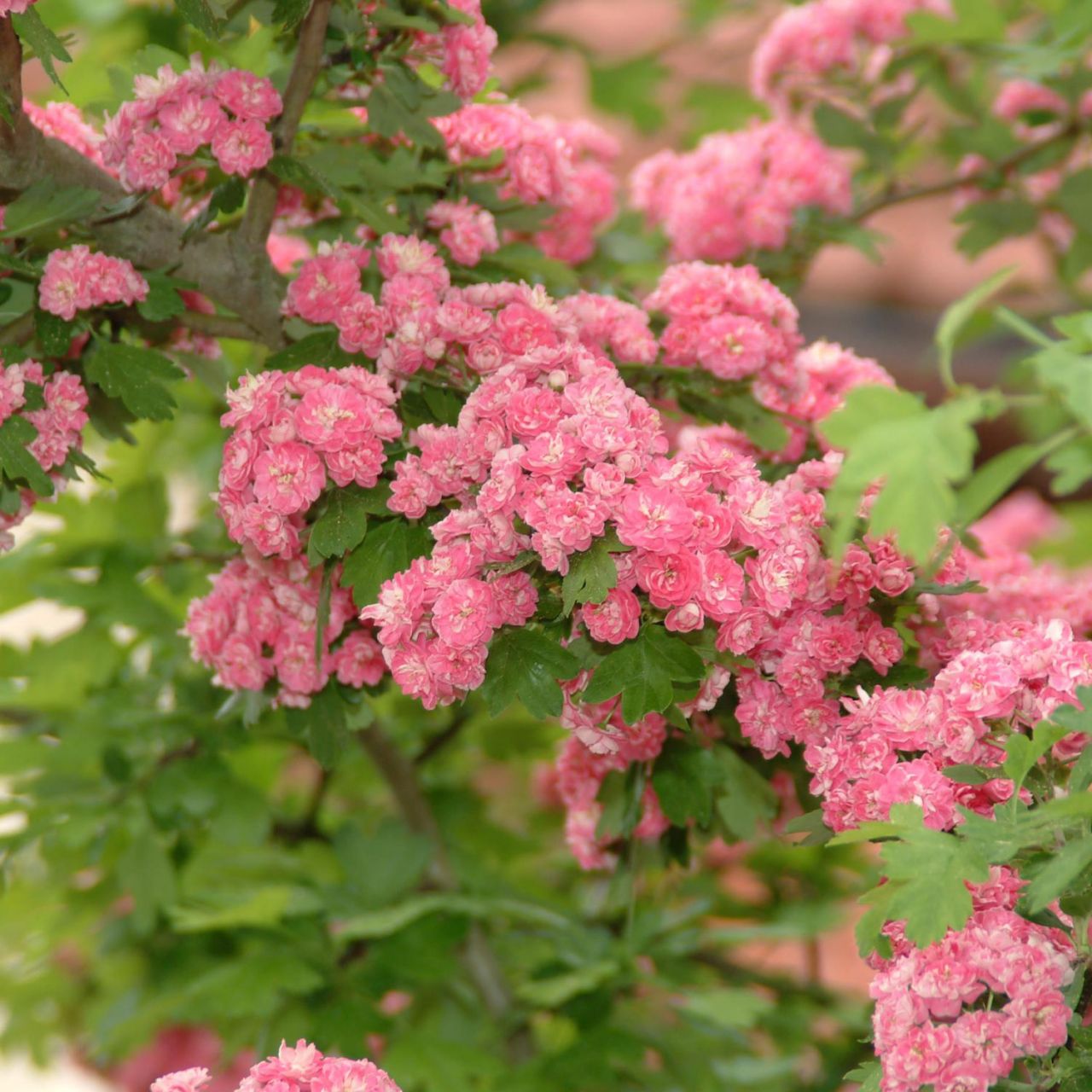 Laubbäume - Echter Rotdorn 'Paul´s Scarlet' - Crataegus laevigata 'Paul´s Scarlet'