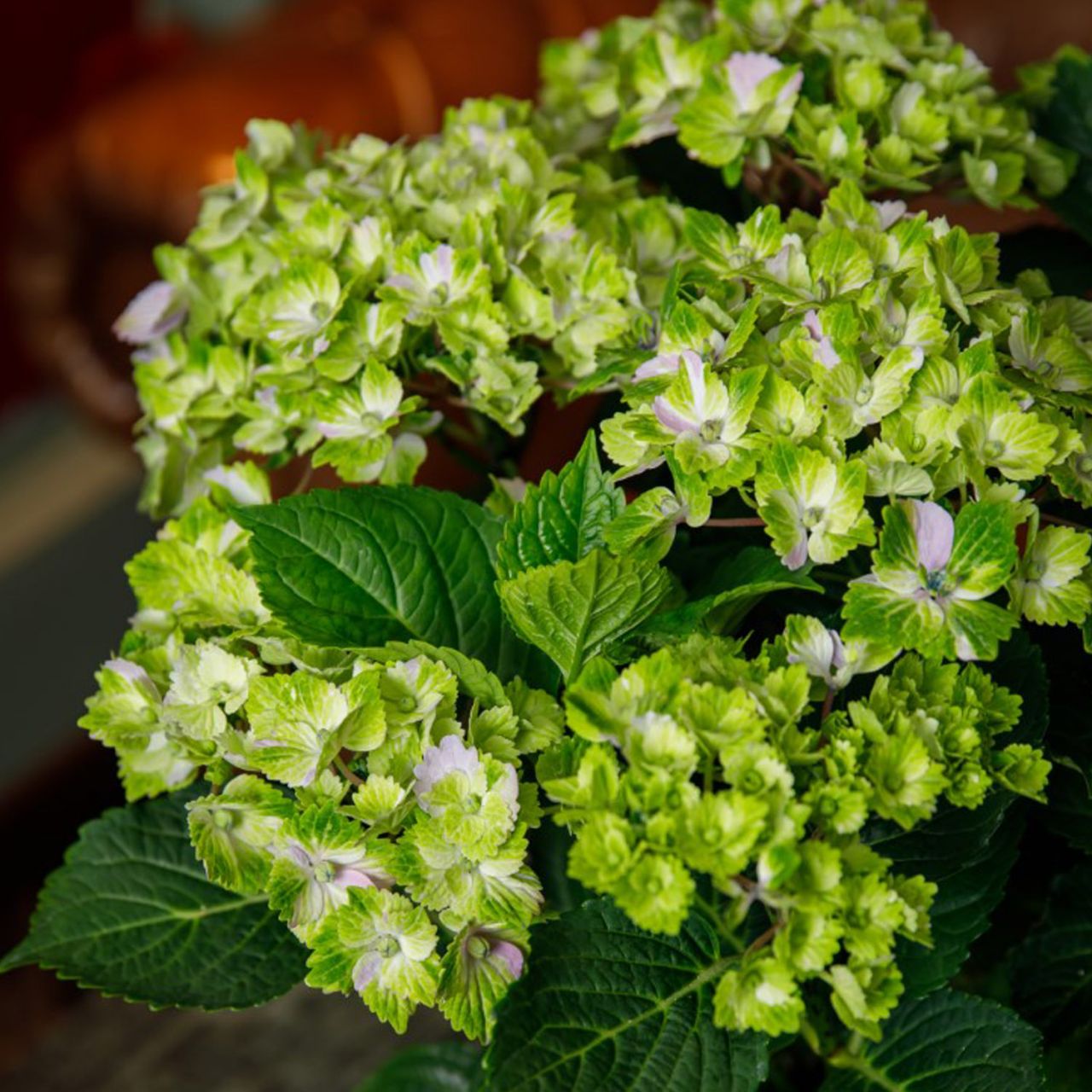 Kategorie <b>Blütensträucher und Ziergehölze </b> - Ballhortensie 'Rembrandt® Vibrant Verde' - Hydrangea macrophylla 'Rembrandt® Rosso Glory'