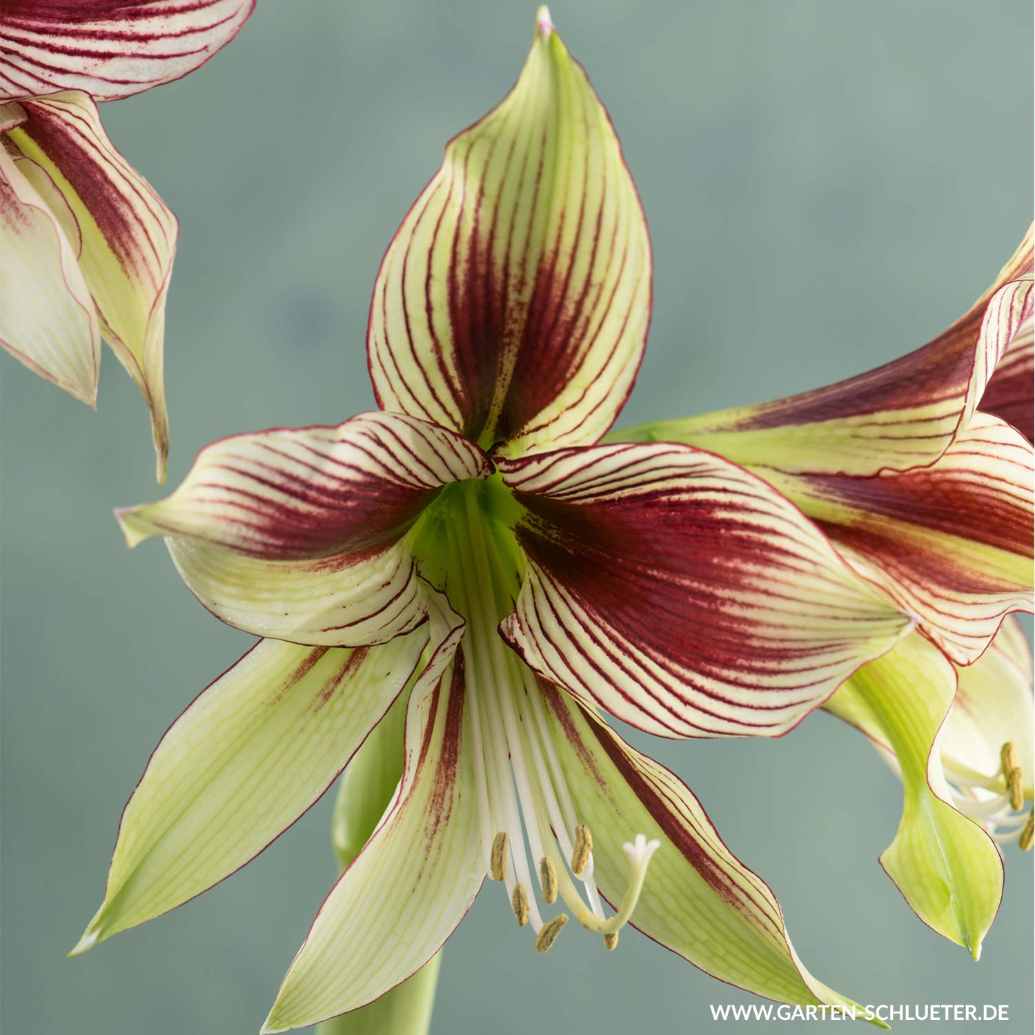 Amaryllis Papilio Hippeastrum Papilion Amaryllis Garten Schluter