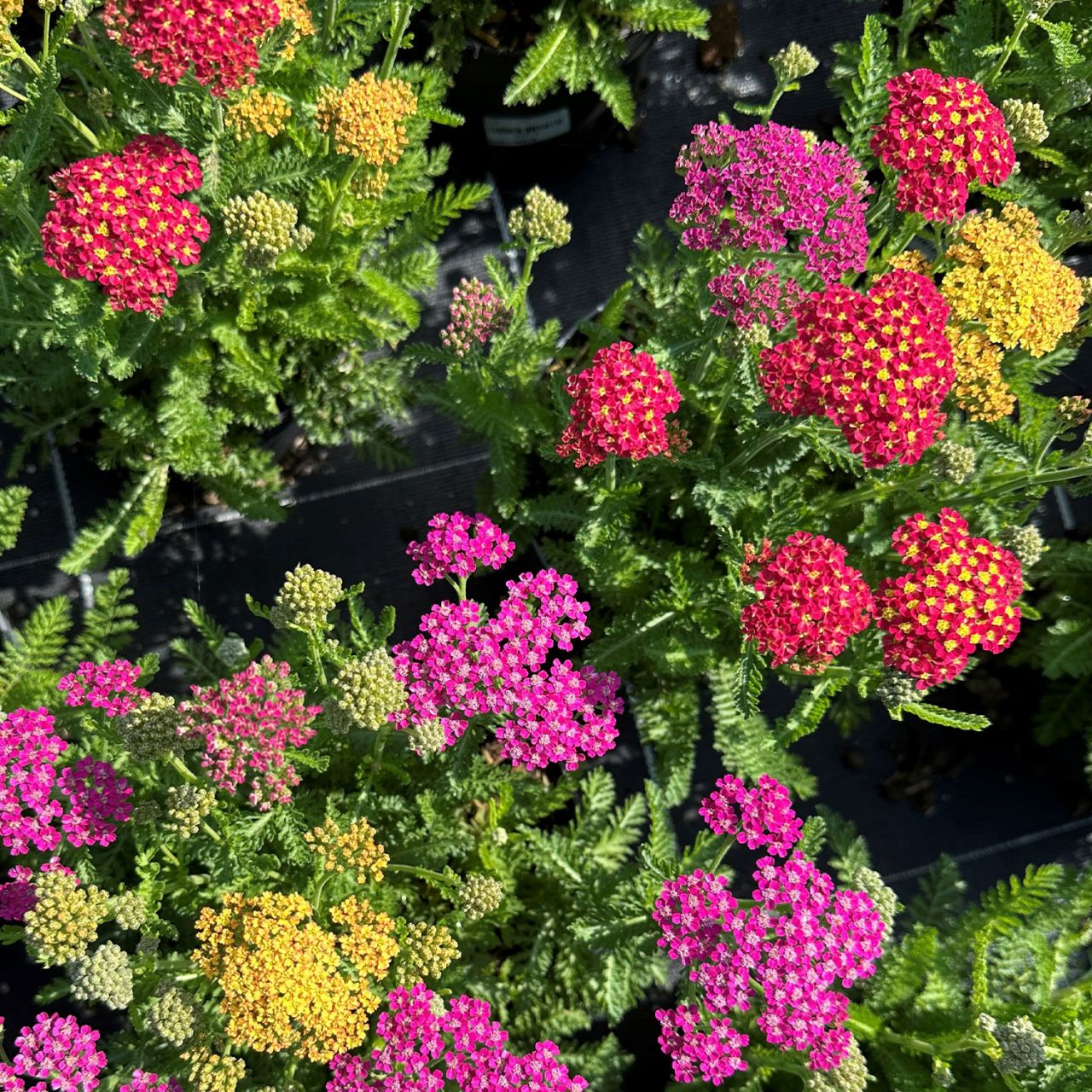  Schafgarbe 'Milly Rock Mixmasters® Dance' - Achillea millefolium 'Milly Rock Mixmasters® Dance'