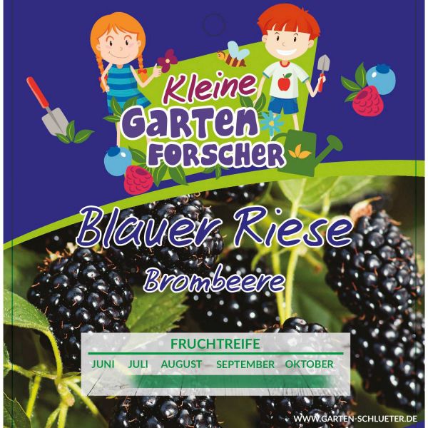 Brombeere Blauer Riese Kleine Gartenforscher Rubus