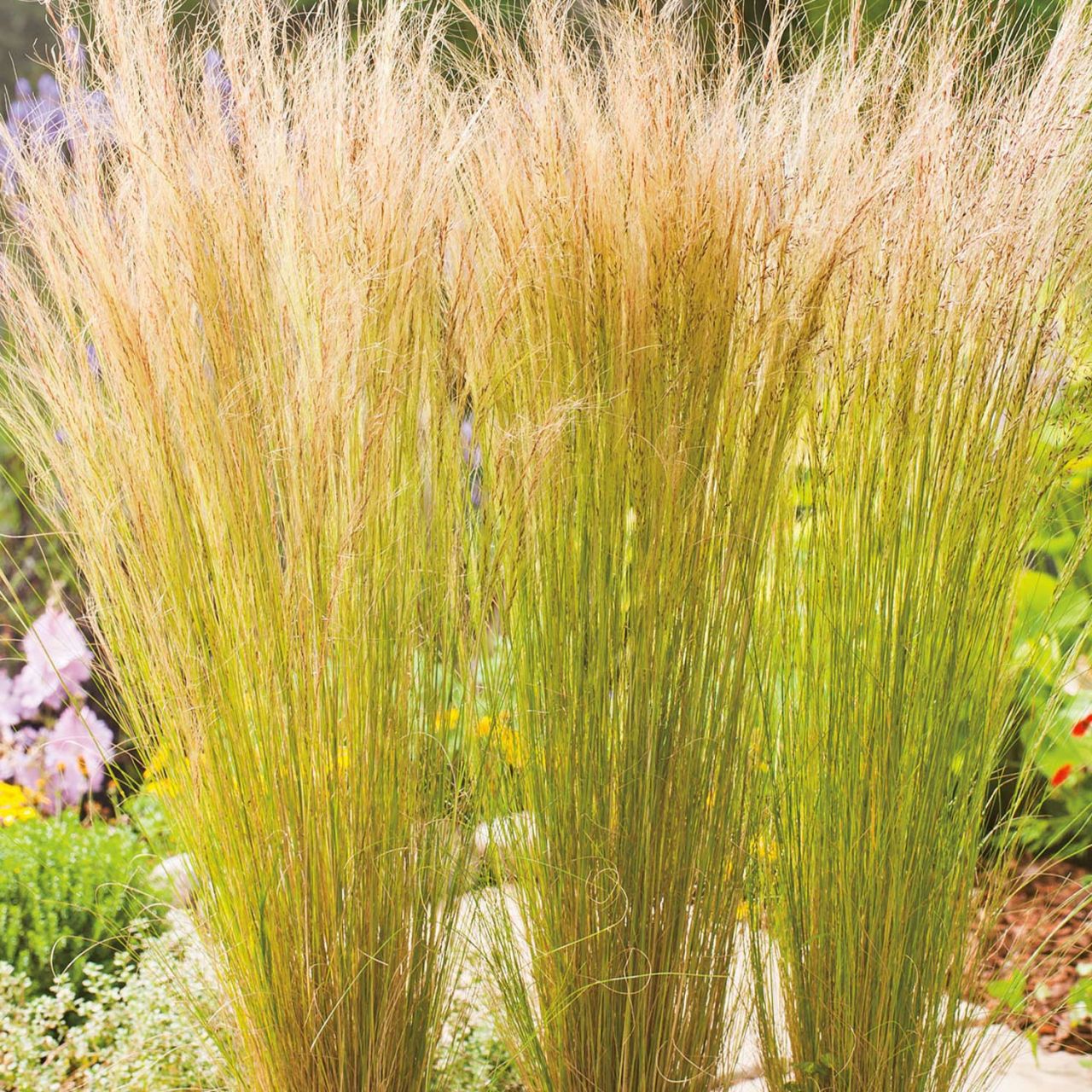  Federgras 'Windspiel' - Stipa tenuissima 'Windspiel'