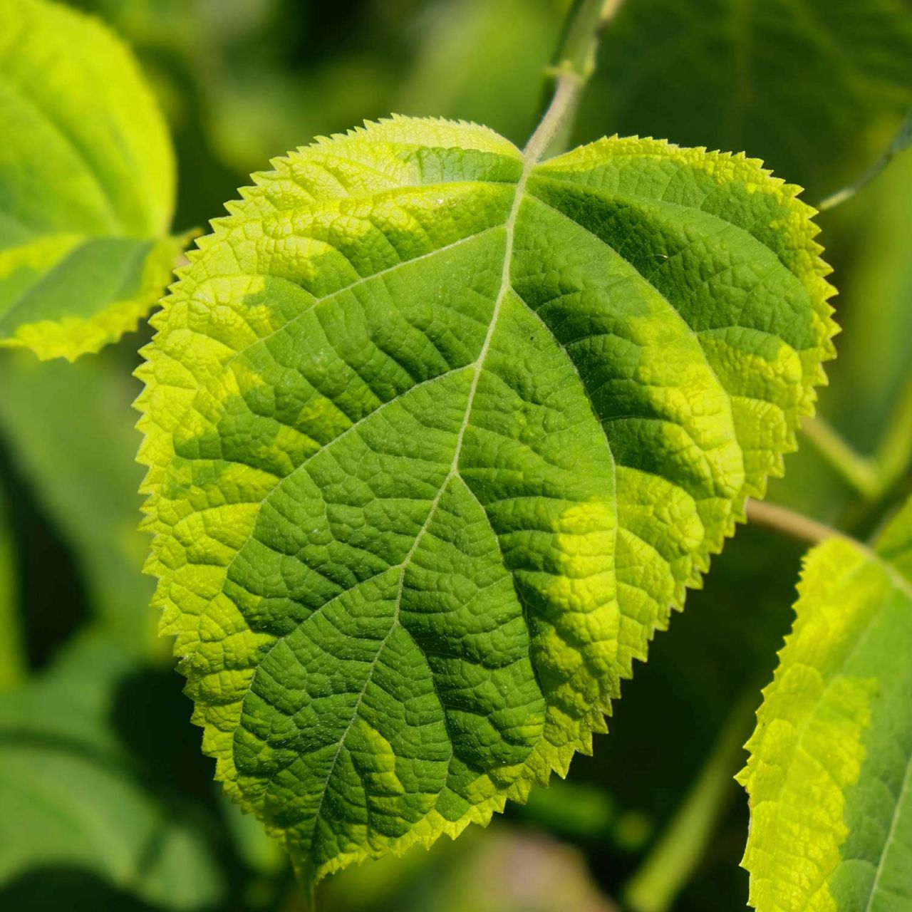 Kategorie <b>Blütensträucher und Ziergehölze </b> - Ballhortensie 'Golden Annabelle' - Hydrangea arborescens