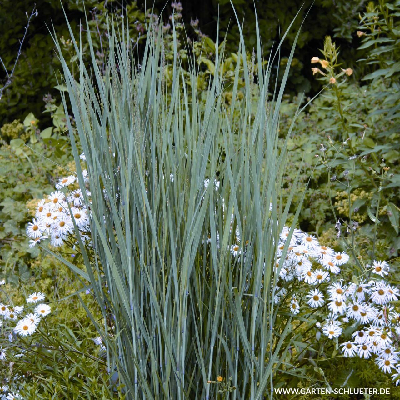 GartenRutenHirse <code>Heavy Metal</code> BaumschulePflanzen