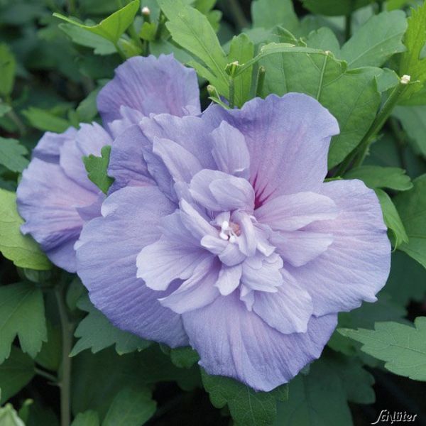 Garteneibisch Blue Chiffon Hibiscus Syriacus Hibiskus