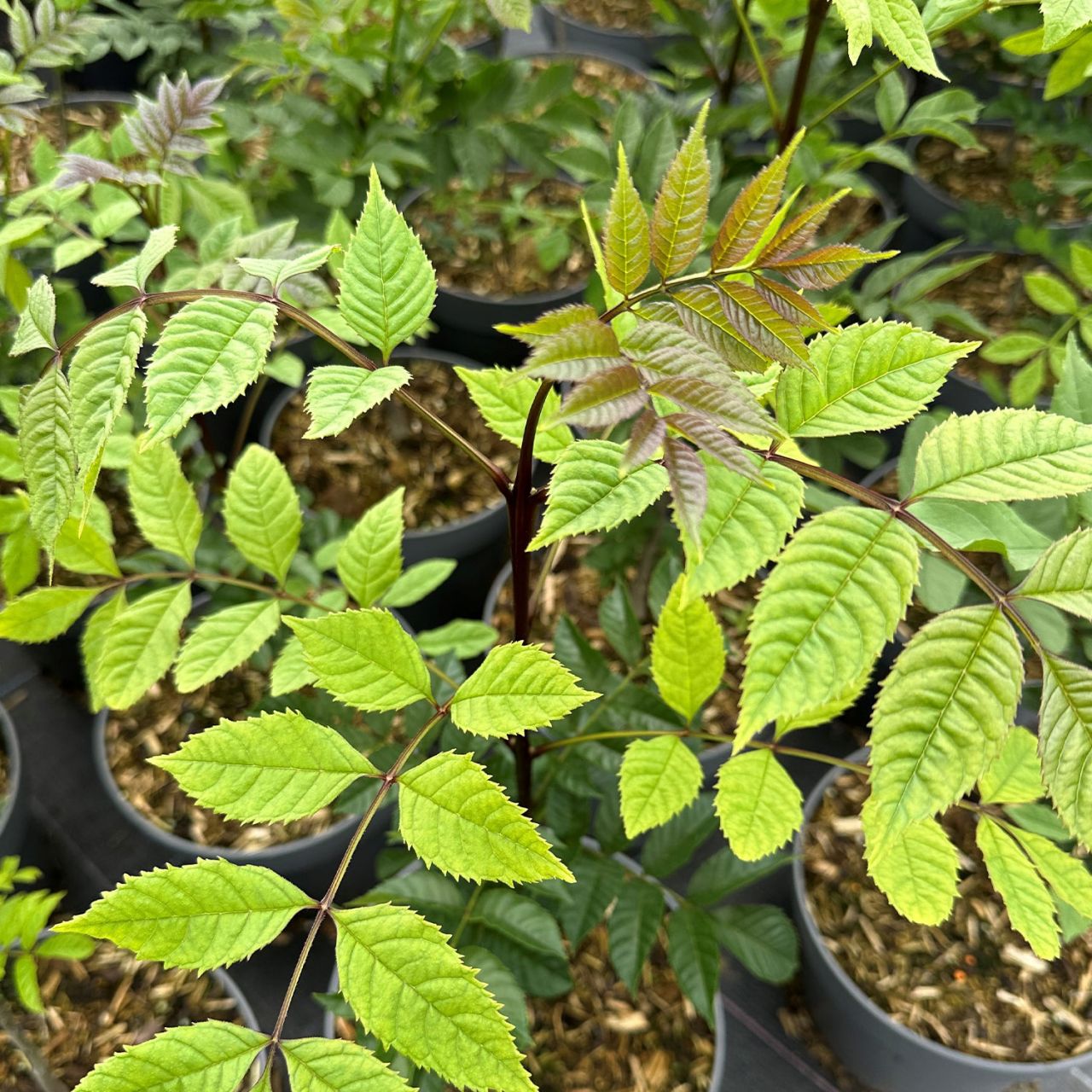 Kategorie <b>Blütensträucher und Ziergehölze </b> - Blumenesche - Fraxinus ornus