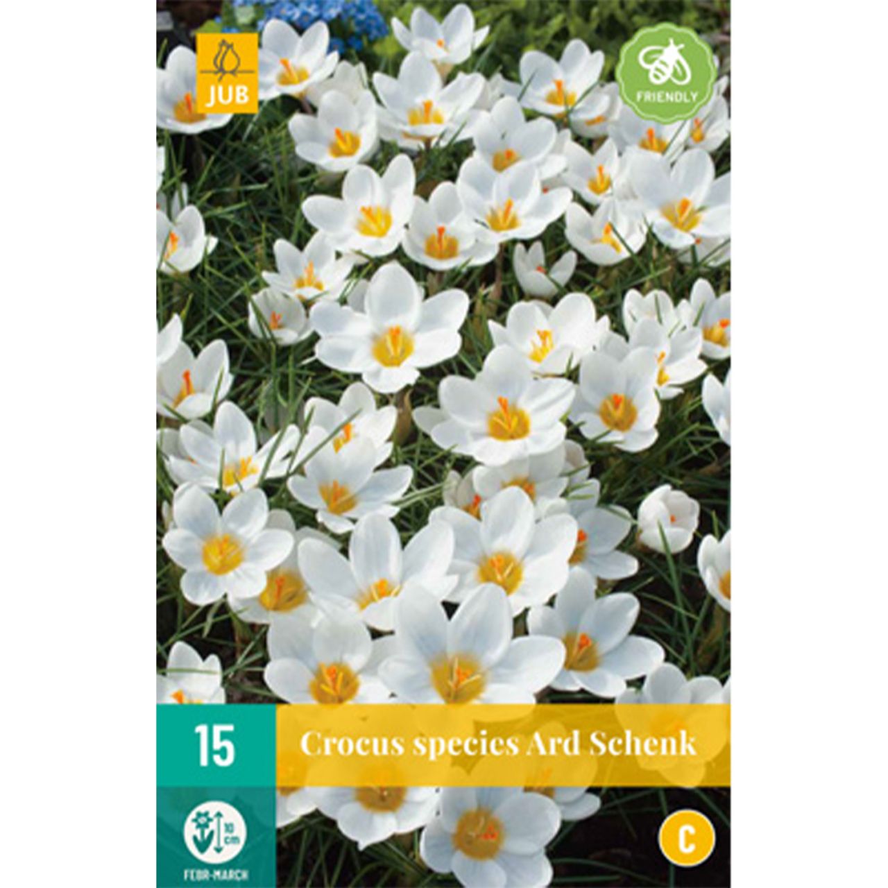 Kategorie <b>Herbst-Blumenzwiebeln </b> - Botanische Krokusse 'Ard Schenk' - 15 Stück - Crocus 'Ard Schenk'