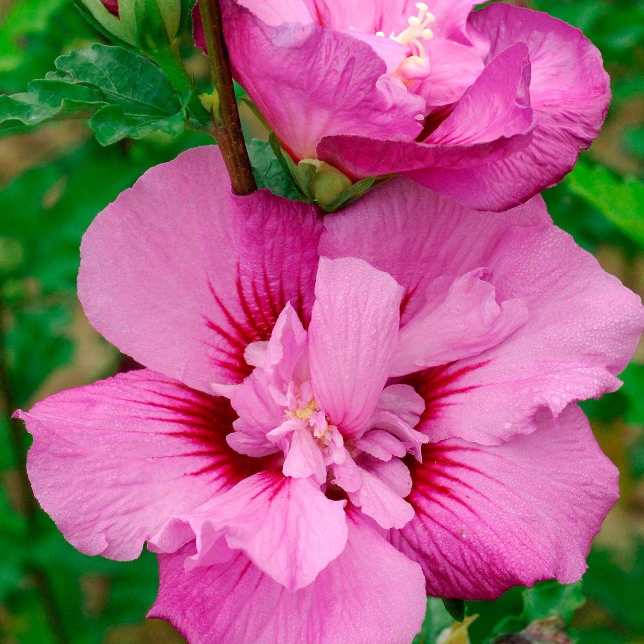 Kategorie <b>Blütensträucher und Ziergehölze </b> - Garteneibisch 'Eruption' - Hibiscus syriacus 'Eruption'
