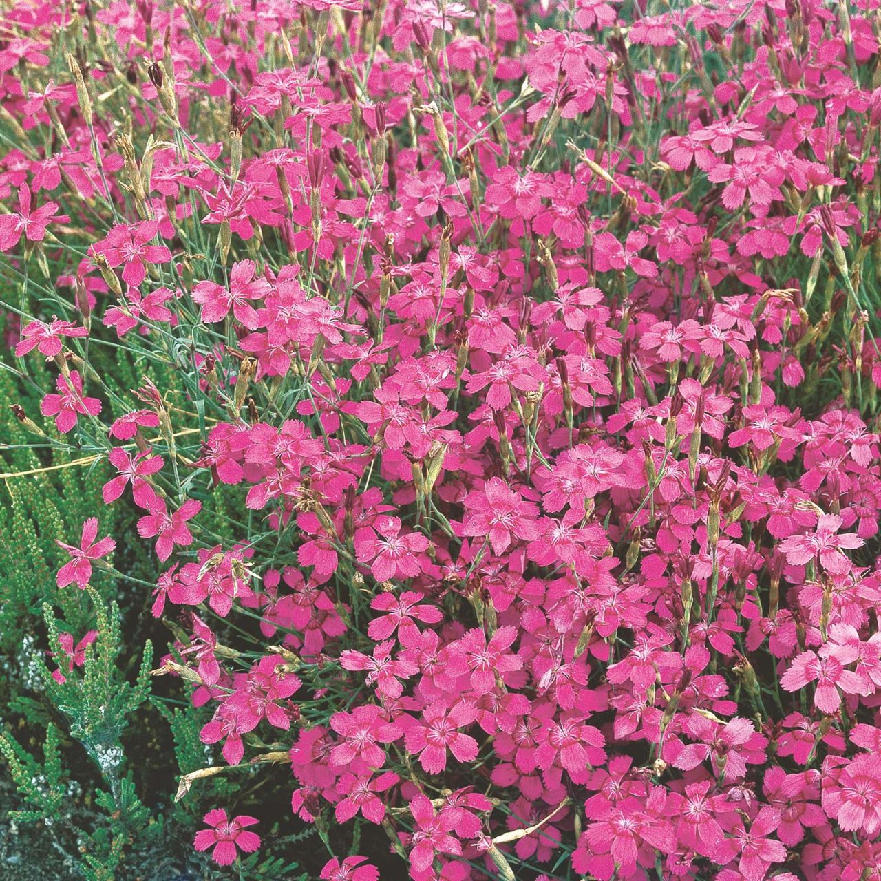  Rosarote Heidenelken - 3 Stück - Dianthus deltoides 'Roseus'