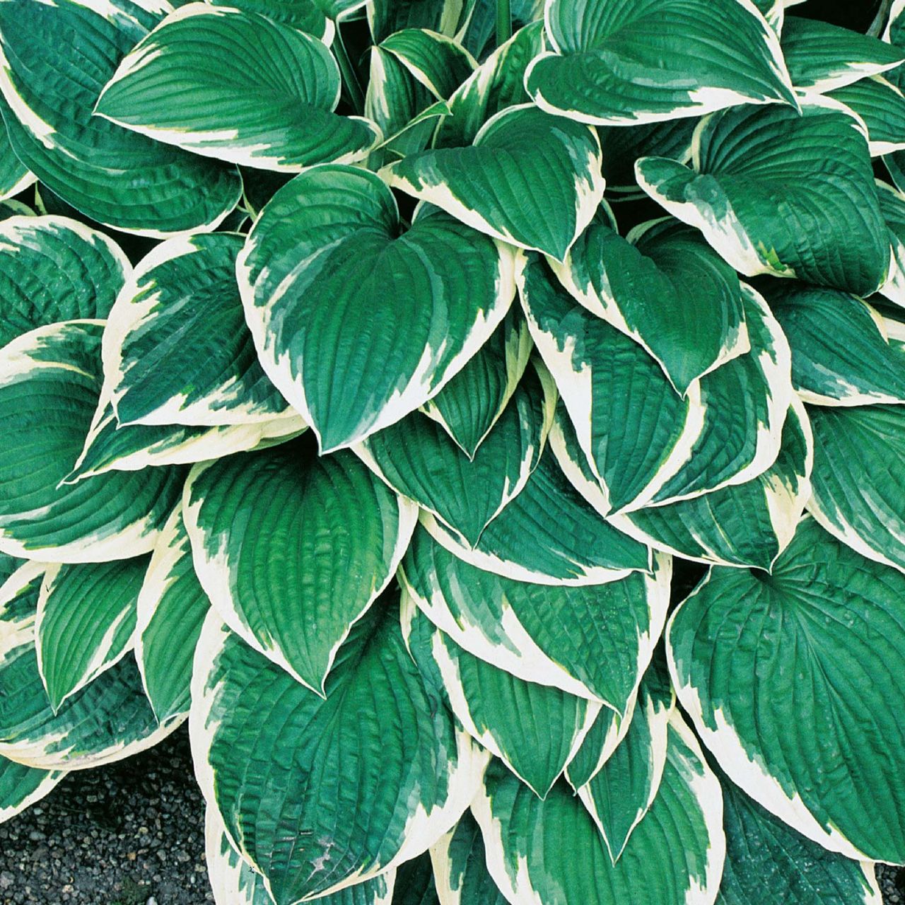  Weißrandige Graublatt-Funkie 'Francee' (dunkelgrün-weiß) - Hosta fortunei 'Francee'