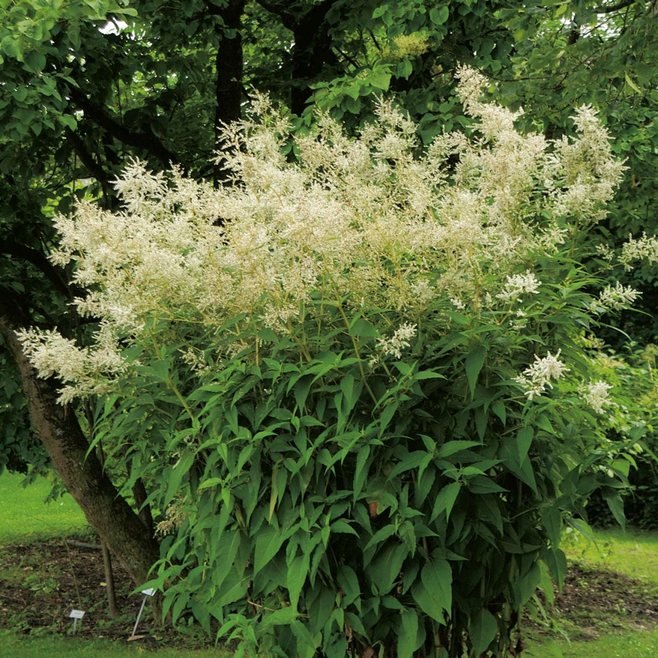 Kategorie <b>Stauden </b> - Busch-Knöterich 'Johanniswolke' - Staudenflieder - Aconogonon speciosum 'Johanniswolke' (syn. Persicaria polymorpha)