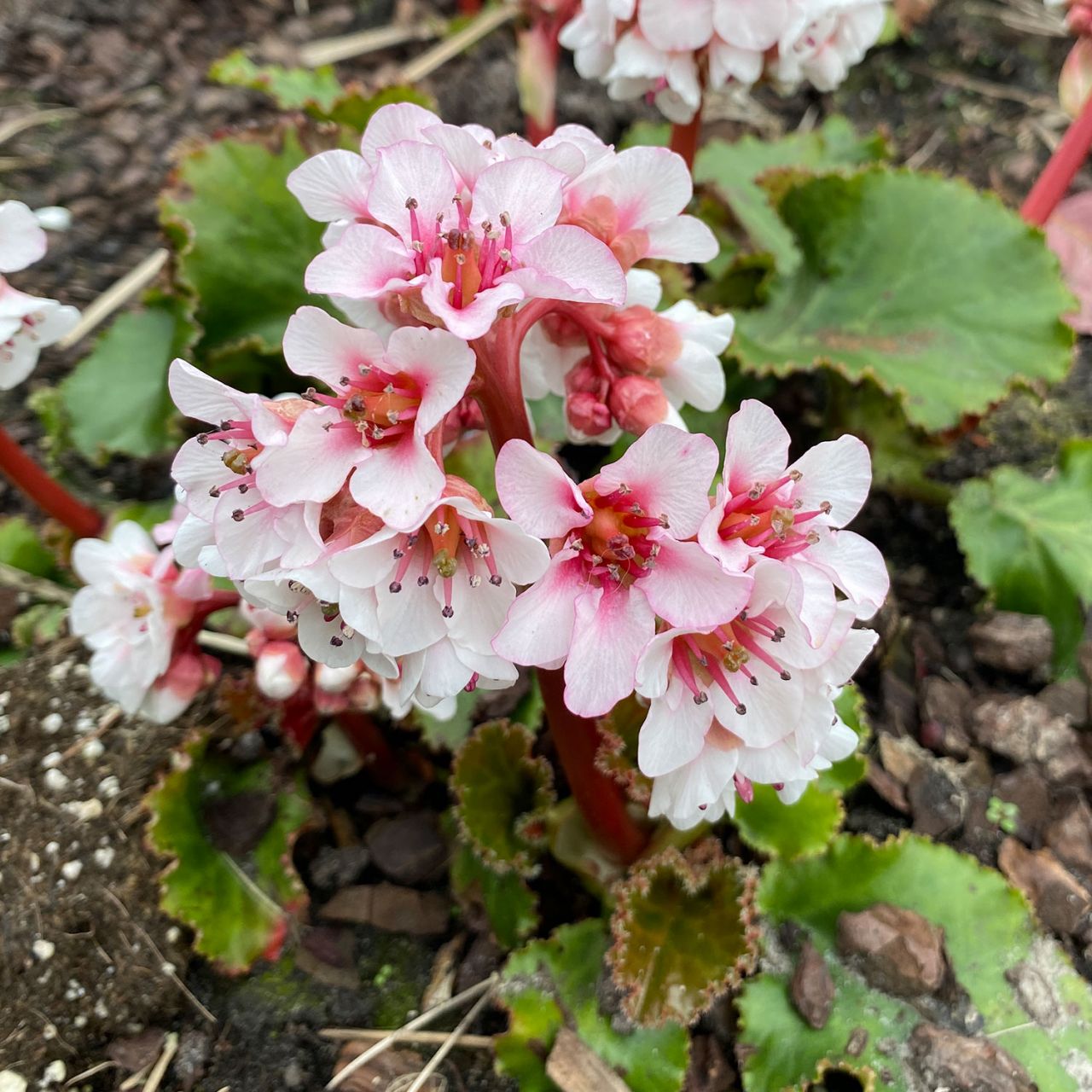 Kategorie <b>Stauden </b> - Bergenie 'Ripple Effect' - Bergenia cordifolia 'Ripple Effect'