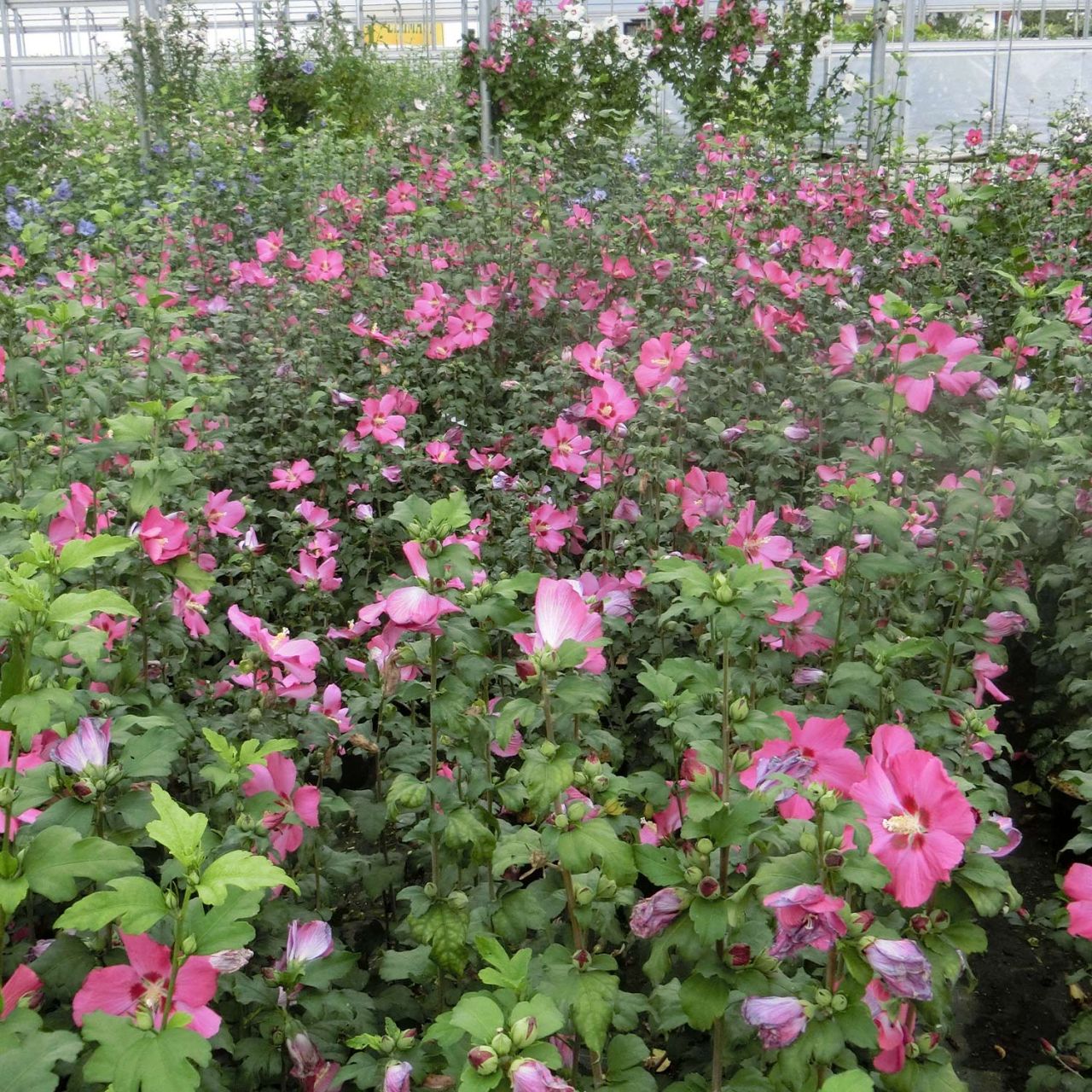 Kategorie <b>Blütensträucher und Ziergehölze </b> - Garteneibisch / Hibiskus 'Woodbridge' - Hibiscus syriacus Woodbridge