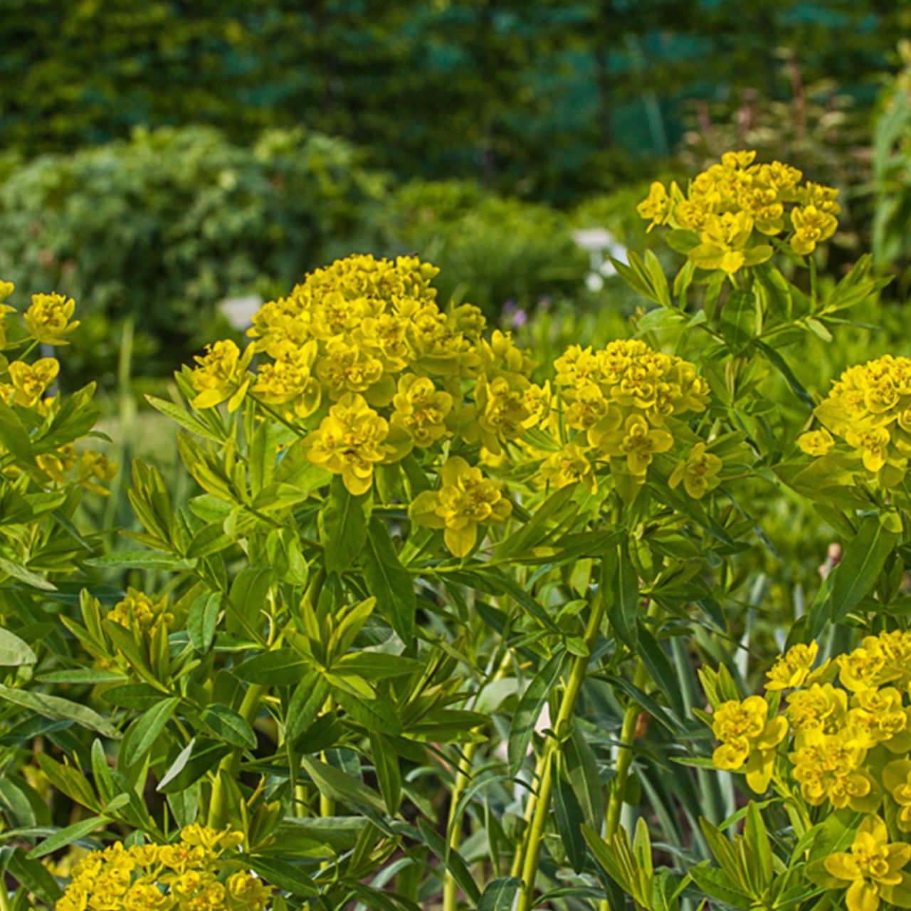 Kleine Sumpf-Wolfsmilch 'Teichlaterne' - Euphorbia palustris 'Teichlaterne'