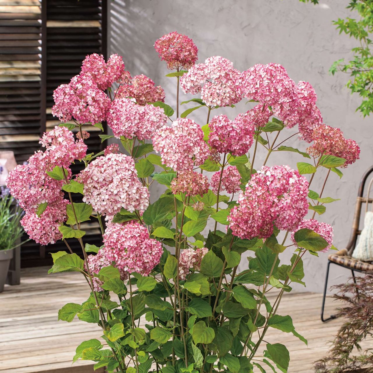 Kategorie <b>Blütensträucher und Ziergehölze </b> - Ballhortensie 'Pink Percussion' - Hydrangea arborescens