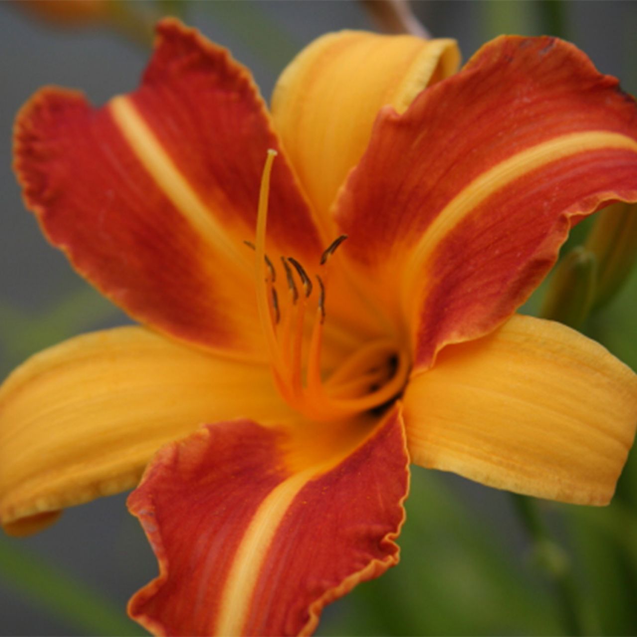 Taglilie 'Frans Hals' - Hemerocallis