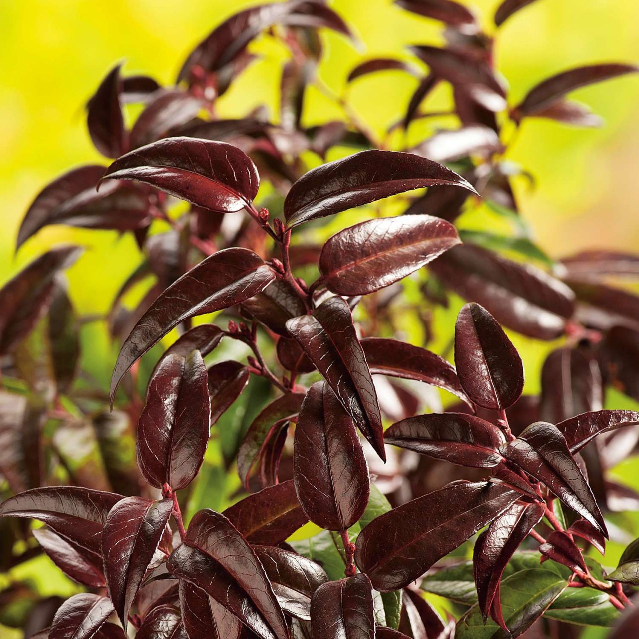 Kategorie <b>immergrüne Laubbäume </b> - Traubenmyrte 'Royal Ruby' - Leucothoe keiskei 'Royal Ruby'